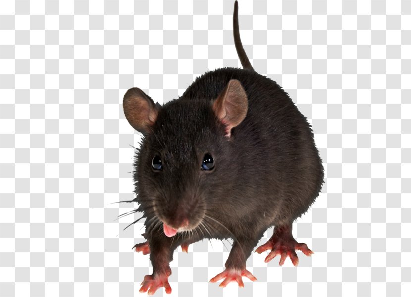 Brown Rat Mouse Rodent Clip Art Transparent PNG