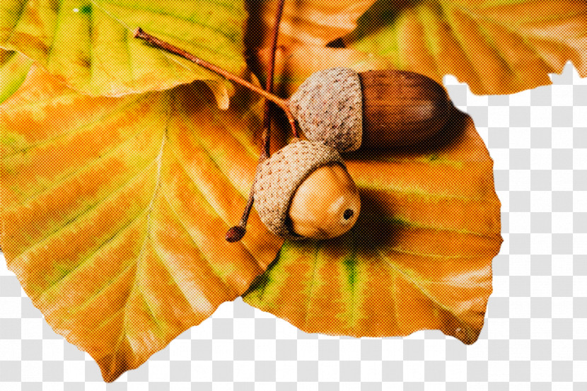 Still Life Photography Leaf Still Life Acorn 0jc Transparent PNG