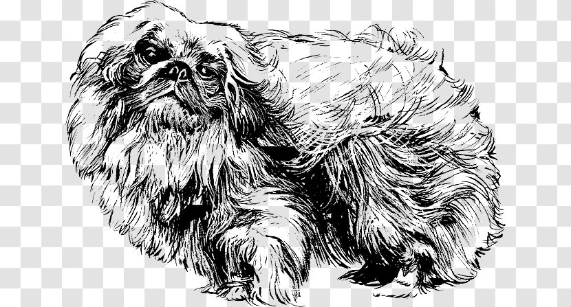 Pekingese Pug Shih Tzu Japanese Chin Puppy - Show Dog - SPITZ GERMAN PUPPY Transparent PNG