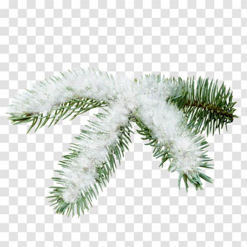 Fir Spruce Pine Clip Art - Winter - Snow Tree Transparent PNG