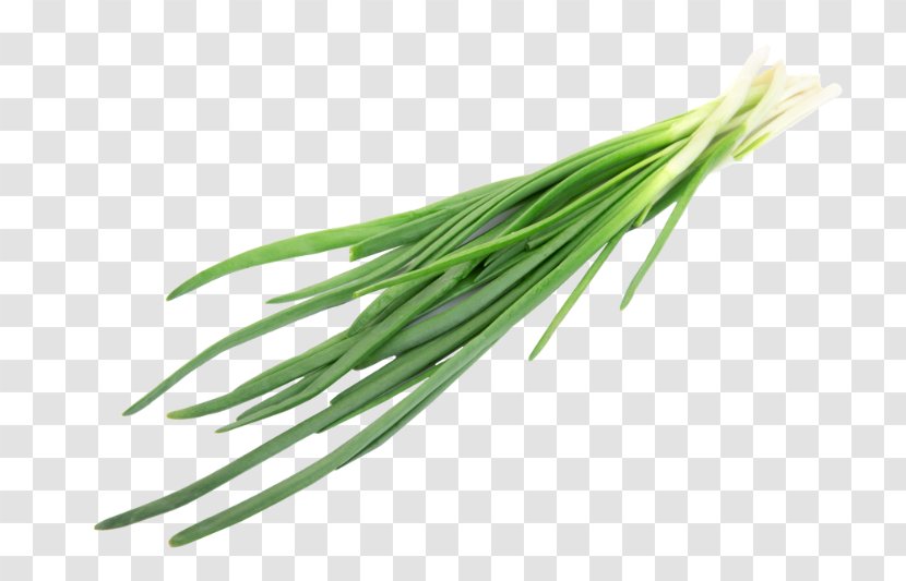 Allium Fistulosum Chives Herb Onion Ingredient - Cooking Transparent PNG
