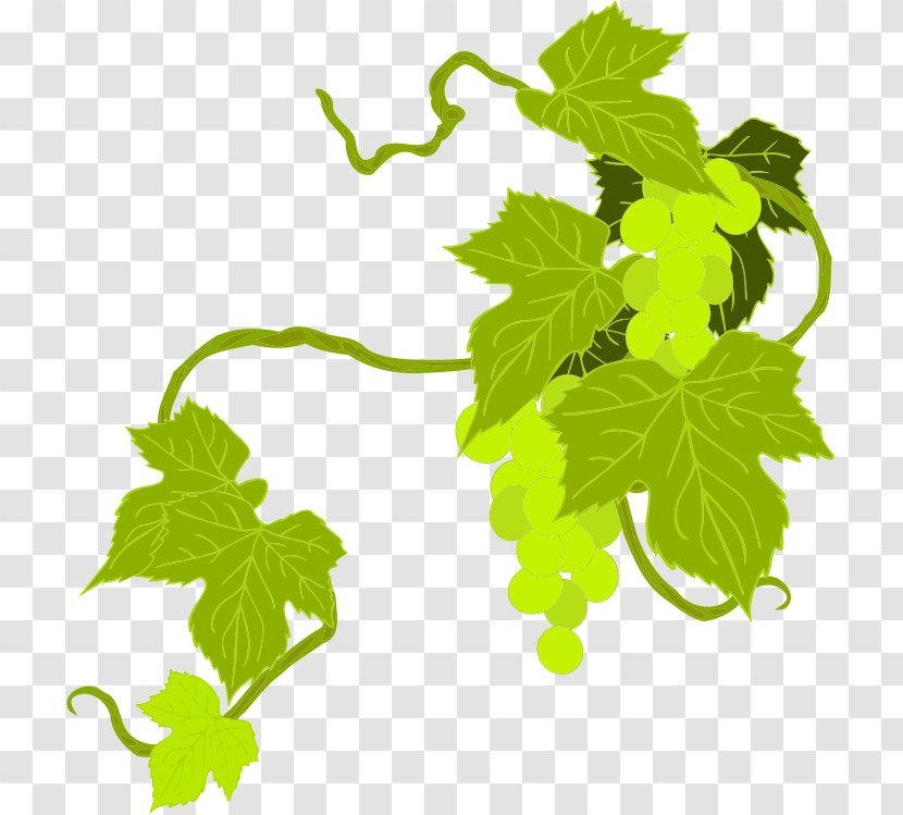 Common Grape Vine Wine Leaves - Leaf Transparent PNG