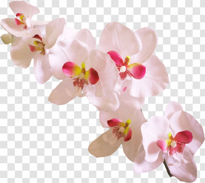 Orchids Dendrobium Clip Art - Orchid Transparent PNG