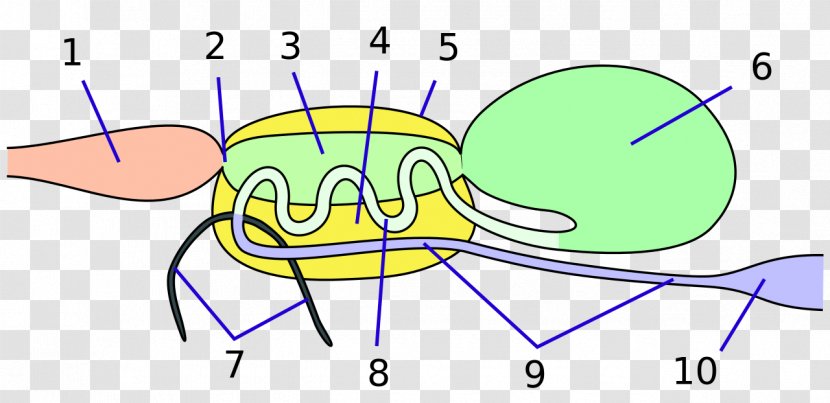 Insect Physiology Aparato Digestivo True Bugs Human Digestive System - Frame Transparent PNG