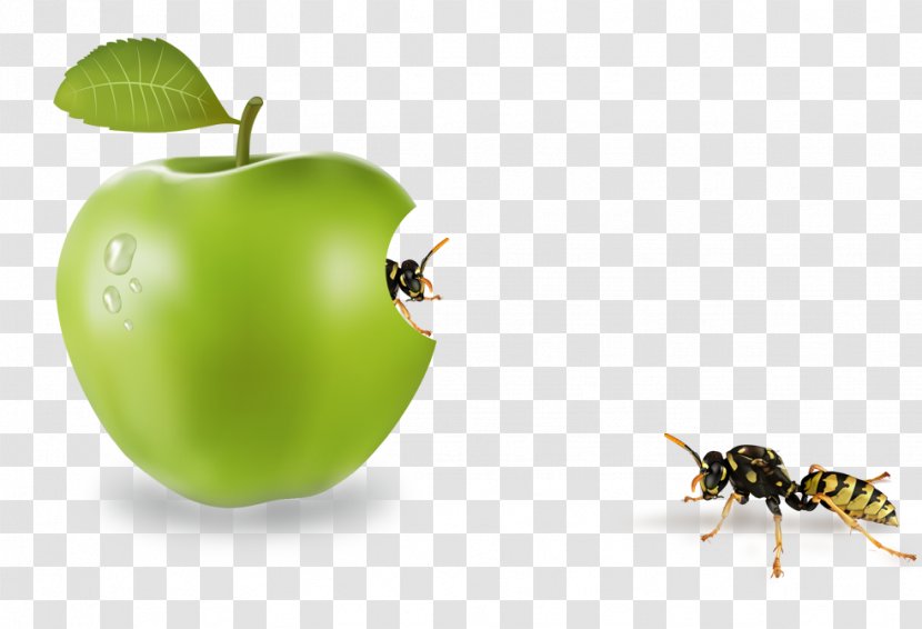 Apple Computer File - Granny Smith - Insect Transparent PNG