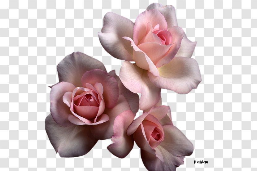 Garden Roses Cabbage Rose Floribunda Hybrid Tea Pink - Family - Flower Transparent PNG