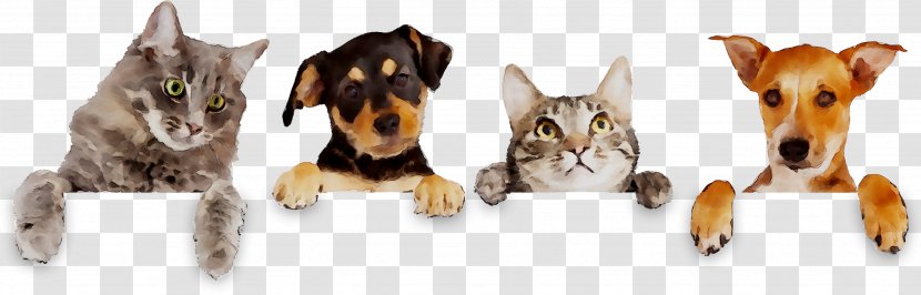 Cat Dog Breed Day Of Pre-school Teacher And All Staff Kenya Society For The Protection & Care Animals - 2018 - Pet Transparent PNG