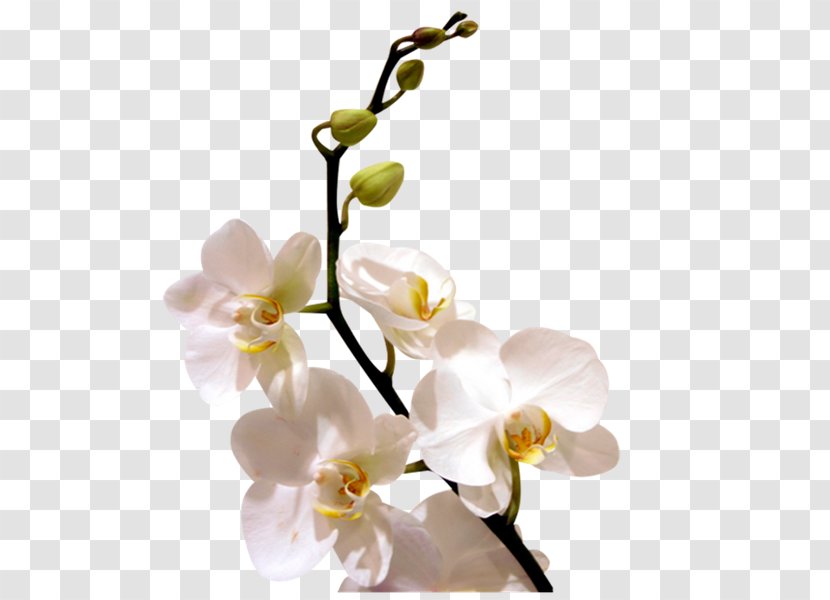 Orchids Flower Desktop Wallpaper Transparent PNG