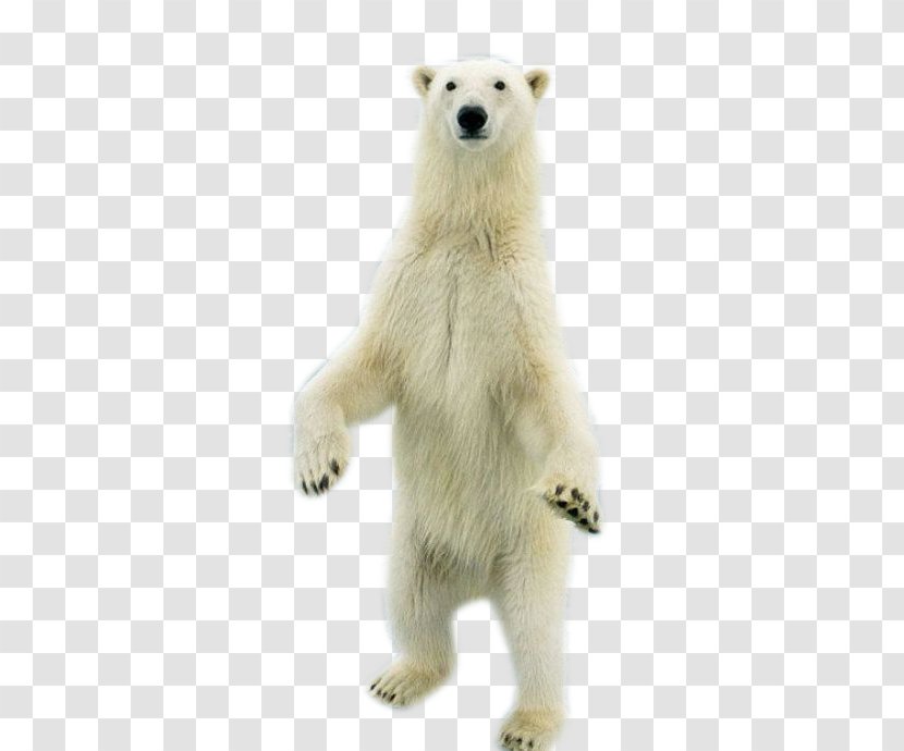 Polar Bear - Tree - Standing Transparent PNG