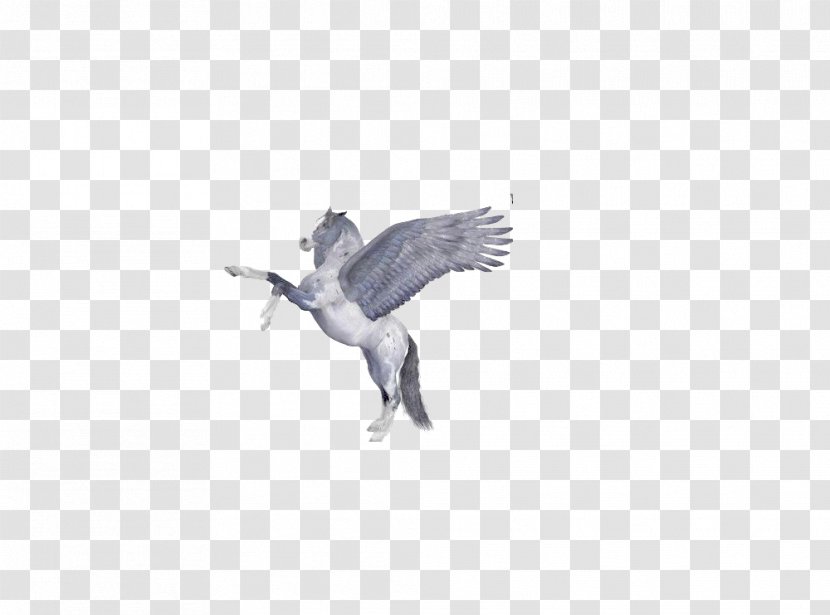 Duck Bird Beak Goose Cygnini - Pegasus Transparent PNG