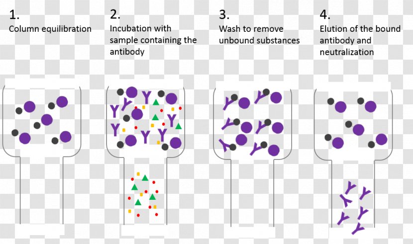 Antibody Protein A Affinity Chromatography Immunoglobulin G Agarose - Buffer Solution - Purple Transparent PNG