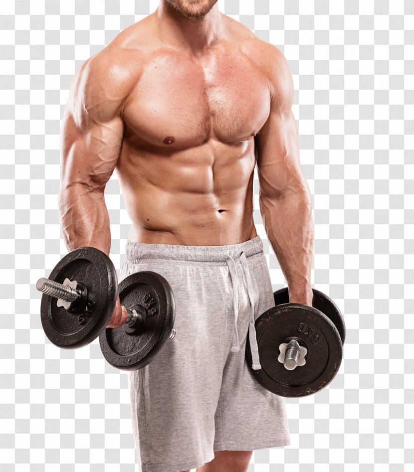 Physical Fitness Bodybuilding Exercise Muscle - Cartoon - Muscular Transparent PNG