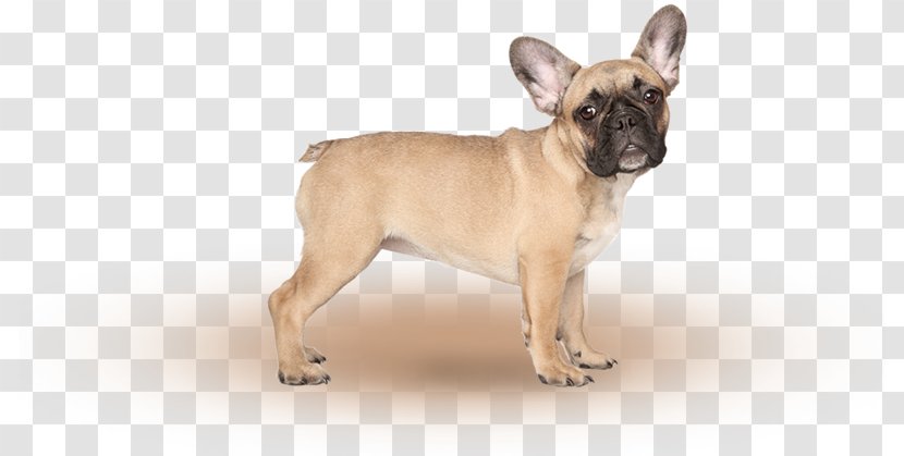 Dog Breed German Shepherd Puppy Companion Litter - Bulldog Chiens Transparent PNG