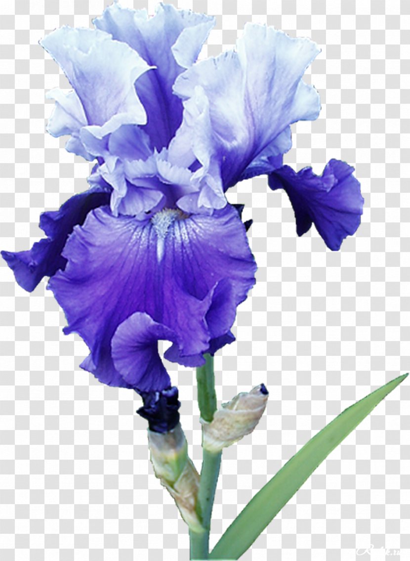Irises Cut Flowers Plant - Iris Family - Mint Transparent PNG