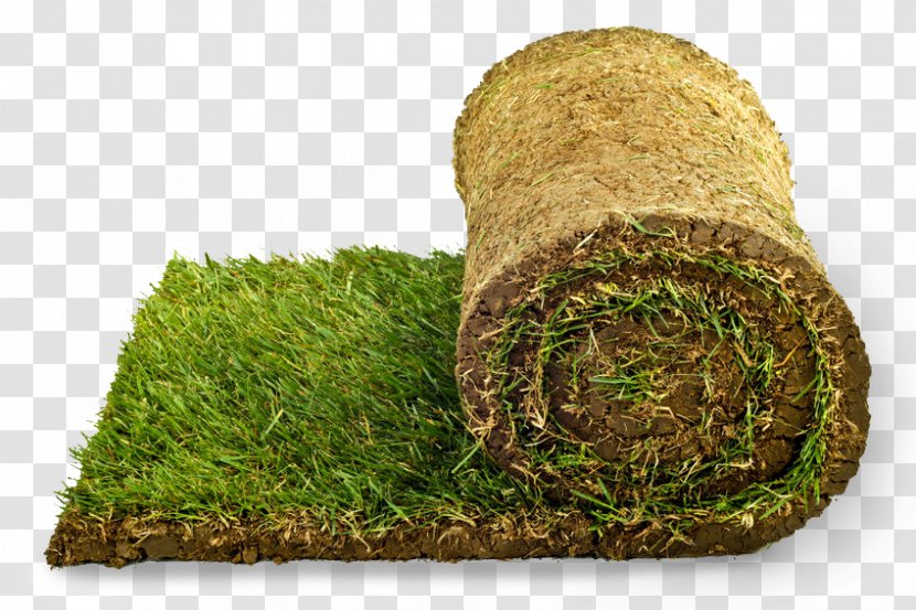 Sod Lawn Scutch Grass Garden - Family Transparent PNG