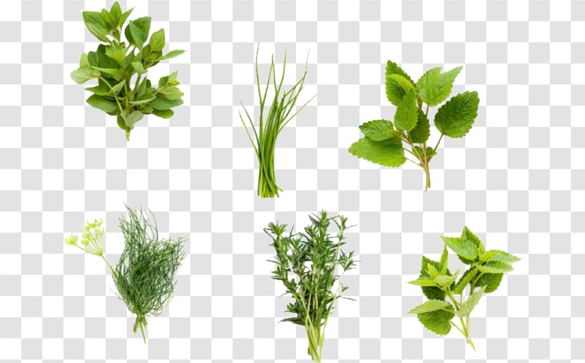 Fines Herbes Organic Food Plant Coriander - Spice - Herb Transparent PNG