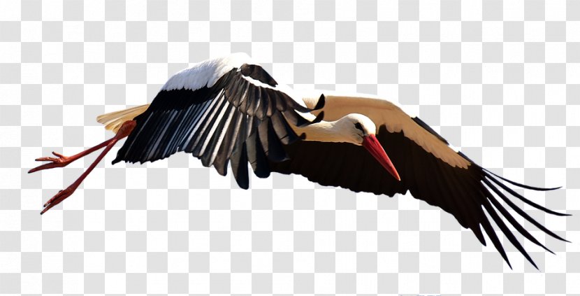 Beak Feather - Bird Of Prey - Flying Stork Transparent PNG