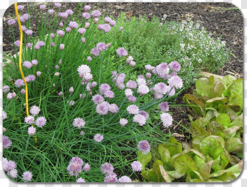 Chives Groundcover Herbaceous Plant Annual Lawn - Herb Garden Transparent PNG