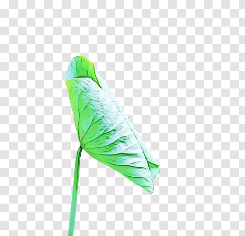 Leaf Plants Plant Structure Science Biology Transparent PNG