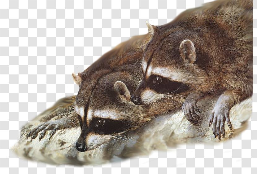 Raccoon Painting Wildlife Desktop Wallpaper Gray Wolf - Procyonidae Transparent PNG