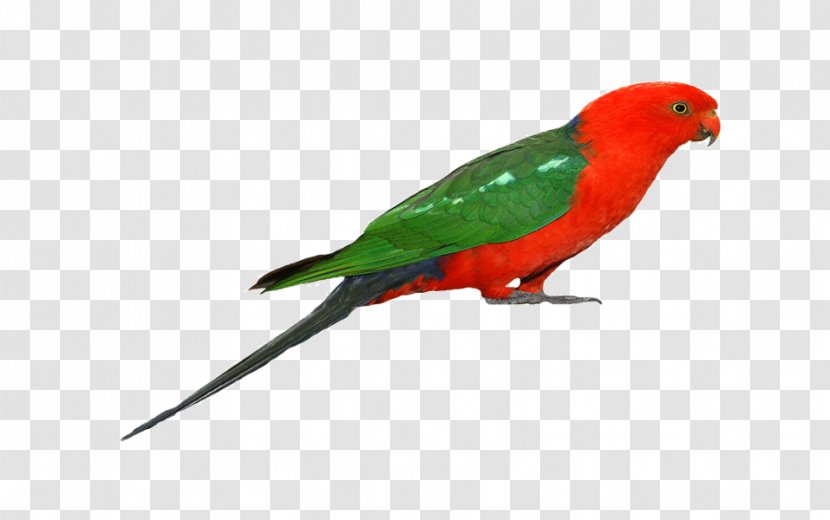 Budgerigar Parrot Bird Macaw Pet - Cat Transparent PNG