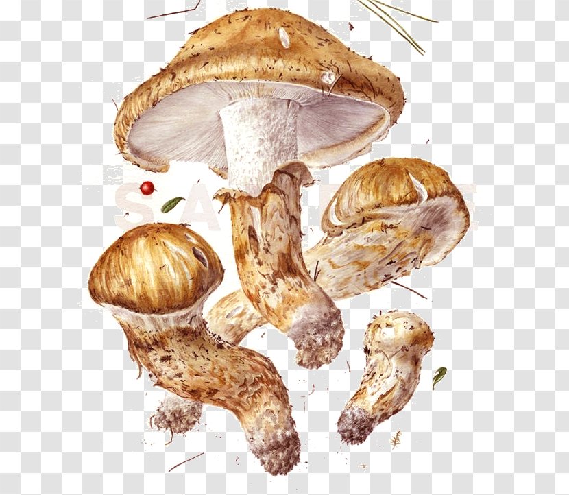 Mushroom Fungus Art Botanical Illustration Drawing - Pleurotus Eryngii Transparent PNG