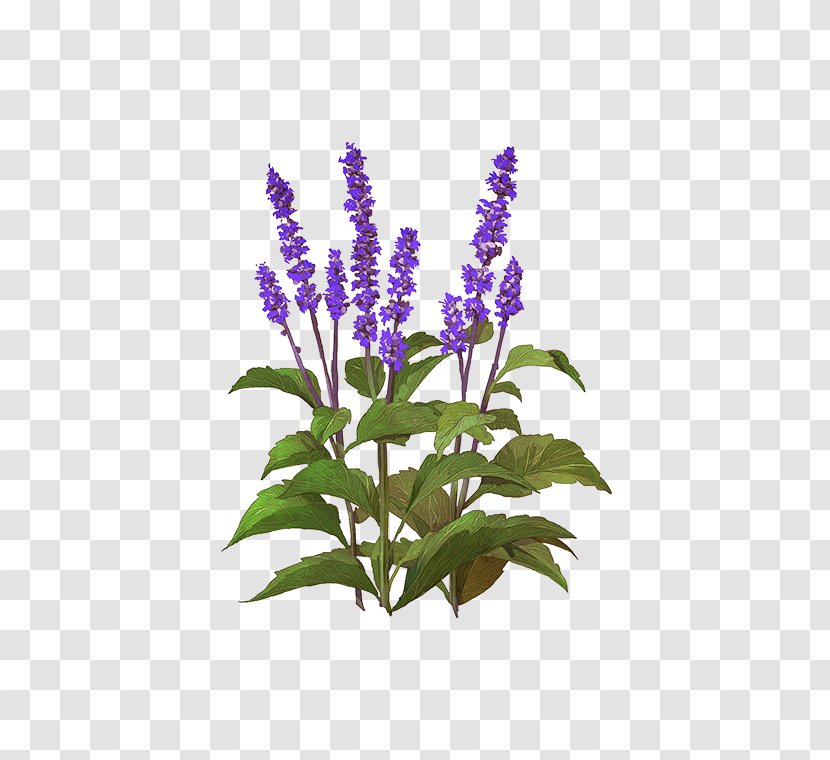 Lavender Flowerpot Hyssopus Common Sage Lupin Limited Transparent PNG