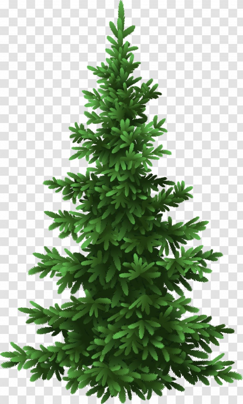 Fir Tree Pine Christmas - Evergreen - Fir-tree Transparent PNG