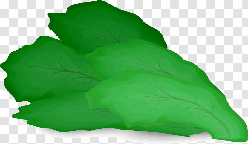 Iceberg Lettuce Hamburger Salad Clip Art - Leaf Transparent PNG