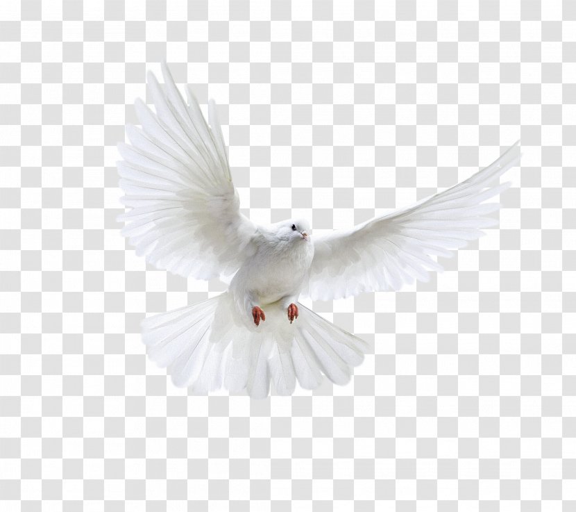 Bird Poster - Photography - White Flying Pigeon Image Transparent PNG