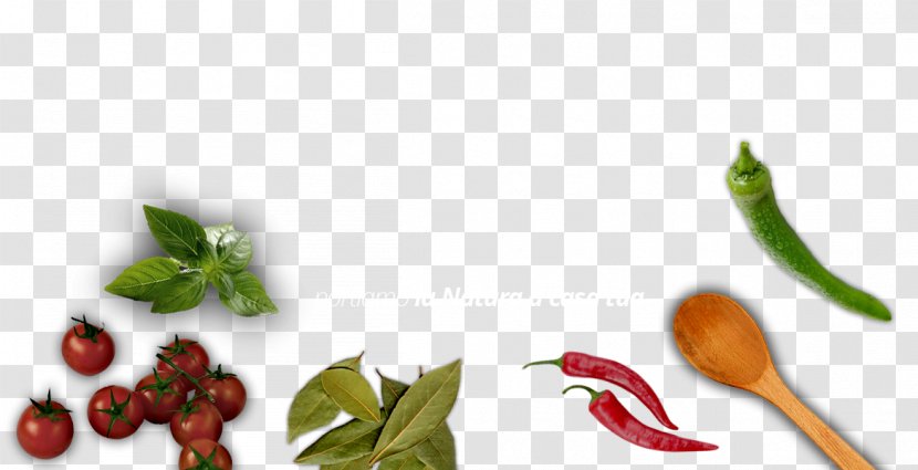 Bird's Eye Chili Cayenne Pepper Tabasco Food - Natural Foods - Bibite Banner Transparent PNG