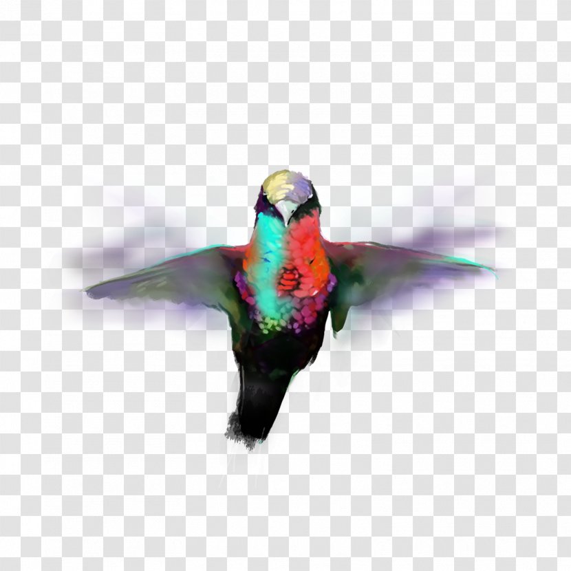 PicsArt Photo Studio Bamhane Bird Parrot Editing - Heart - Picsart Transparent PNG