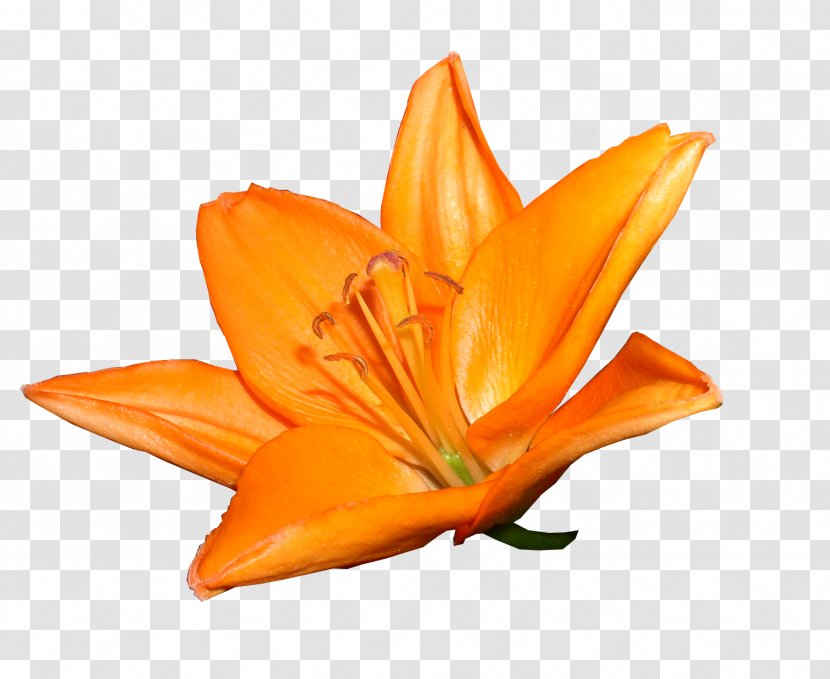 Orange Bouquet Of Lilies Clock Yellow Daylily Flower Lilium Polyphyllum - Flowering Plant Transparent PNG