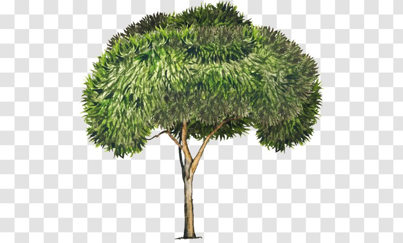 Tree Acacia Retinodes Longifolia Melanoxylon - Houseplant Transparent PNG