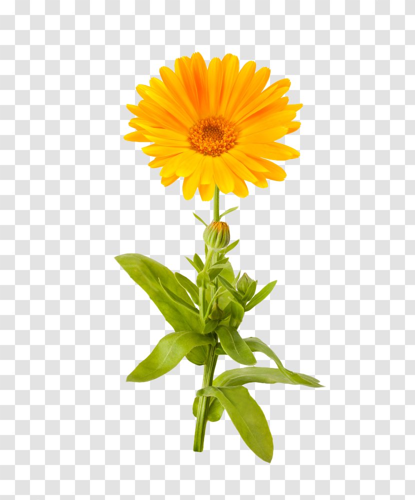 Calendula Officinalis Mexican Marigold Flower Stock Photography - Picture Transparent PNG