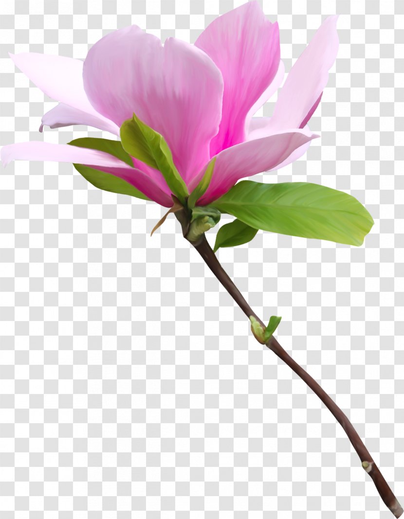 Flower Clip Art - Flowering Plant - Spring Transparent PNG