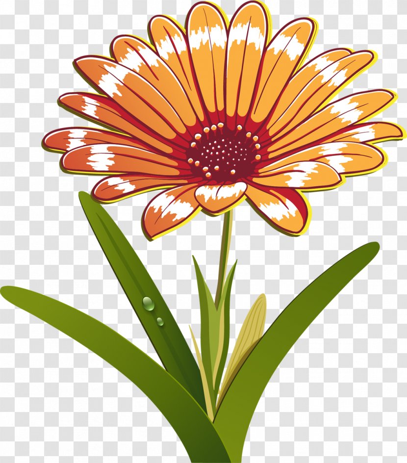 Camomile - Flowering Plant - Editing Transparent PNG