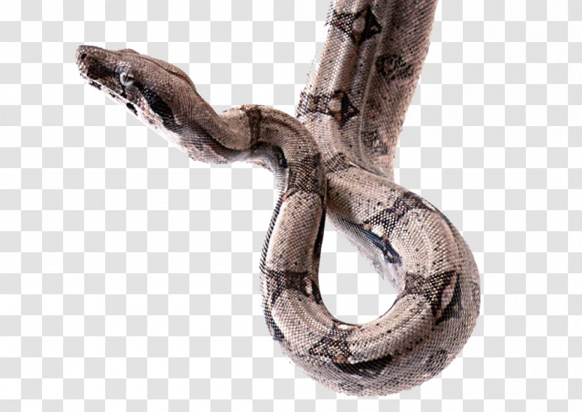 Boa Constrictor Snake Reptile Animal - Insect - Physical Map Transparent PNG