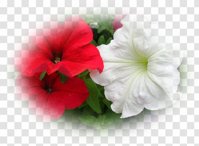 Mallows Annual Plant Petunia Herbaceous - Mallow Family - Petunias Transparent PNG