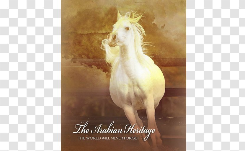 Arabian Horse Stallion Mustang Mare Unicorn - Magazine Ad Transparent PNG