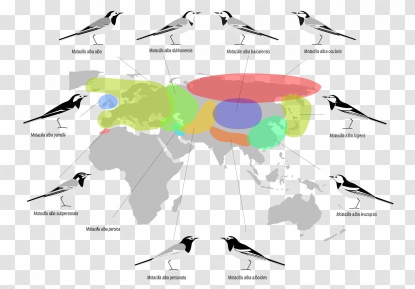 Palearctic Realm Biogeographic White Wagtail Bird Biogeography - Diagram Transparent PNG