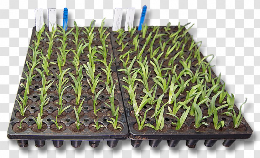 Plant Propagation Tissue Culture Herbaceous Perennial - Almond Transparent PNG