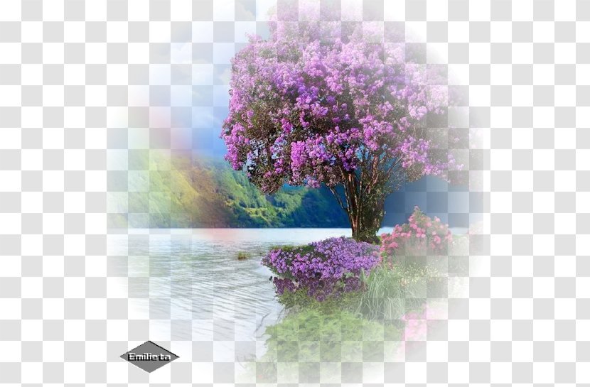 Purple Color Desktop Wallpaper - Plant Transparent PNG