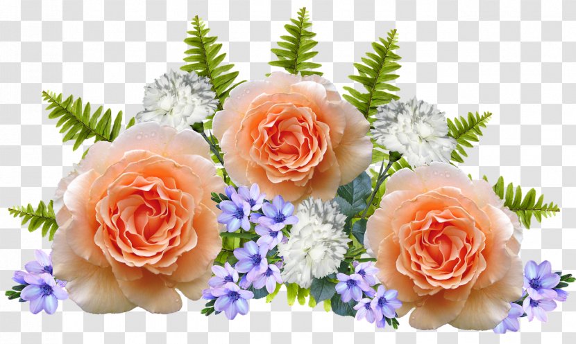 Flower Photography - Beach Rose Transparent PNG
