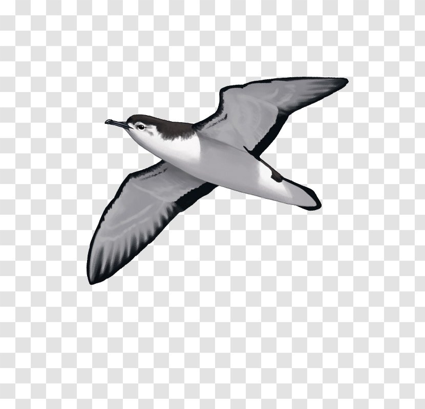 European Herring Gull Audubon's Shearwater Seabird Gulls - Bird Transparent PNG