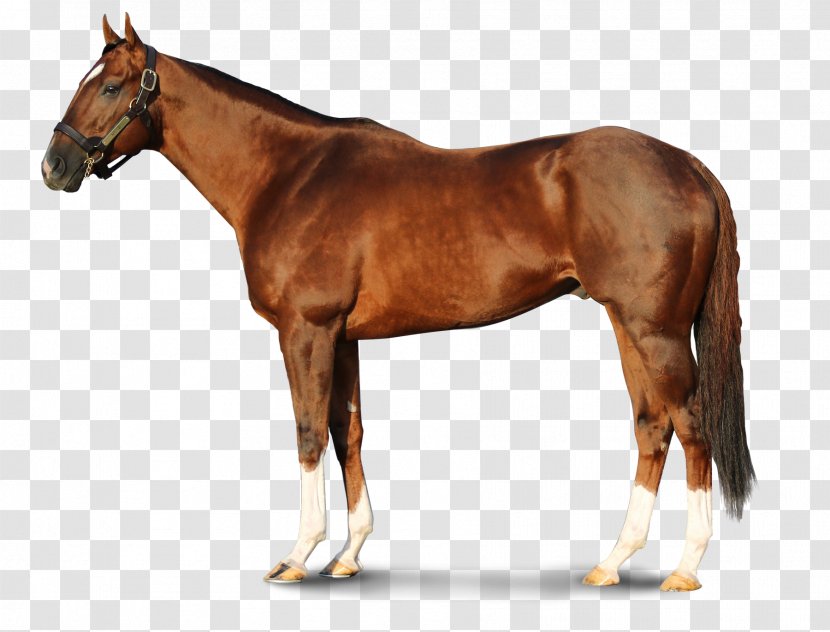 Thoroughbred Stallion WinStar Farm Foal Darby Dan - Horse Harness - Blanket Transparent PNG