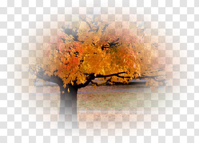 Autumn Leaf Color Tree Desktop Wallpaper Transparent PNG