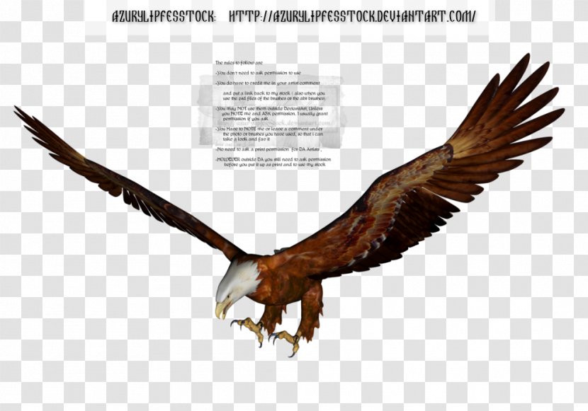 Bird Of Prey Bald Eagle Accipitriformes - Animal - Misc Objects Transparent PNG