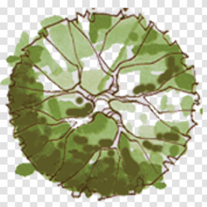 Tree Site Plan Landscape Architecture - Plant Transparent PNG
