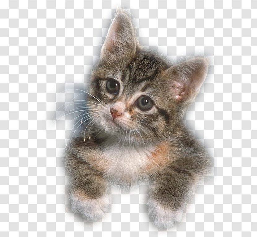Kitten European Shorthair American Wirehair Whiskers Norwegian Forest Cat - Domestic Short Haired Transparent PNG